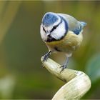 Blauhelm auf Keramikzipfel  .....