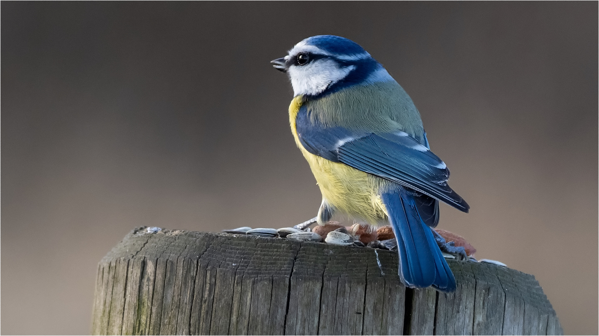 Blauhelm auf Weidepfosten  .....