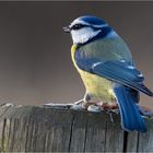 Blauhelm auf Weidepfosten  .....