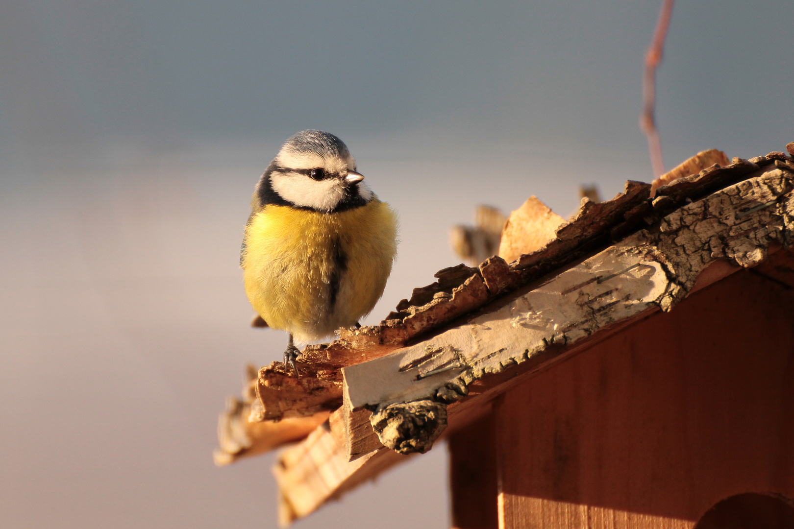  ´´Blauhelm