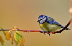 Blauhelm im Abendlicht