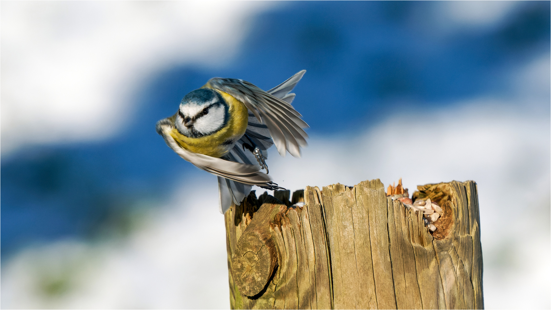 Blauhelm im Abflug-Modus  .....