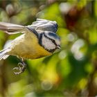 Blauhelm im Flugmodus  .....