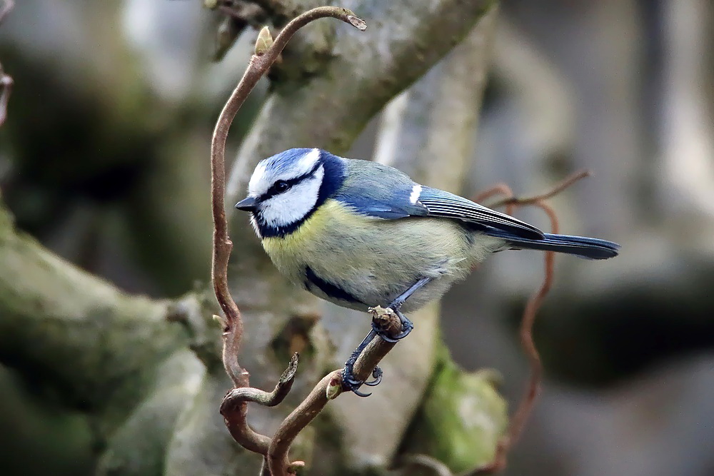 Blauhelm im Hasel