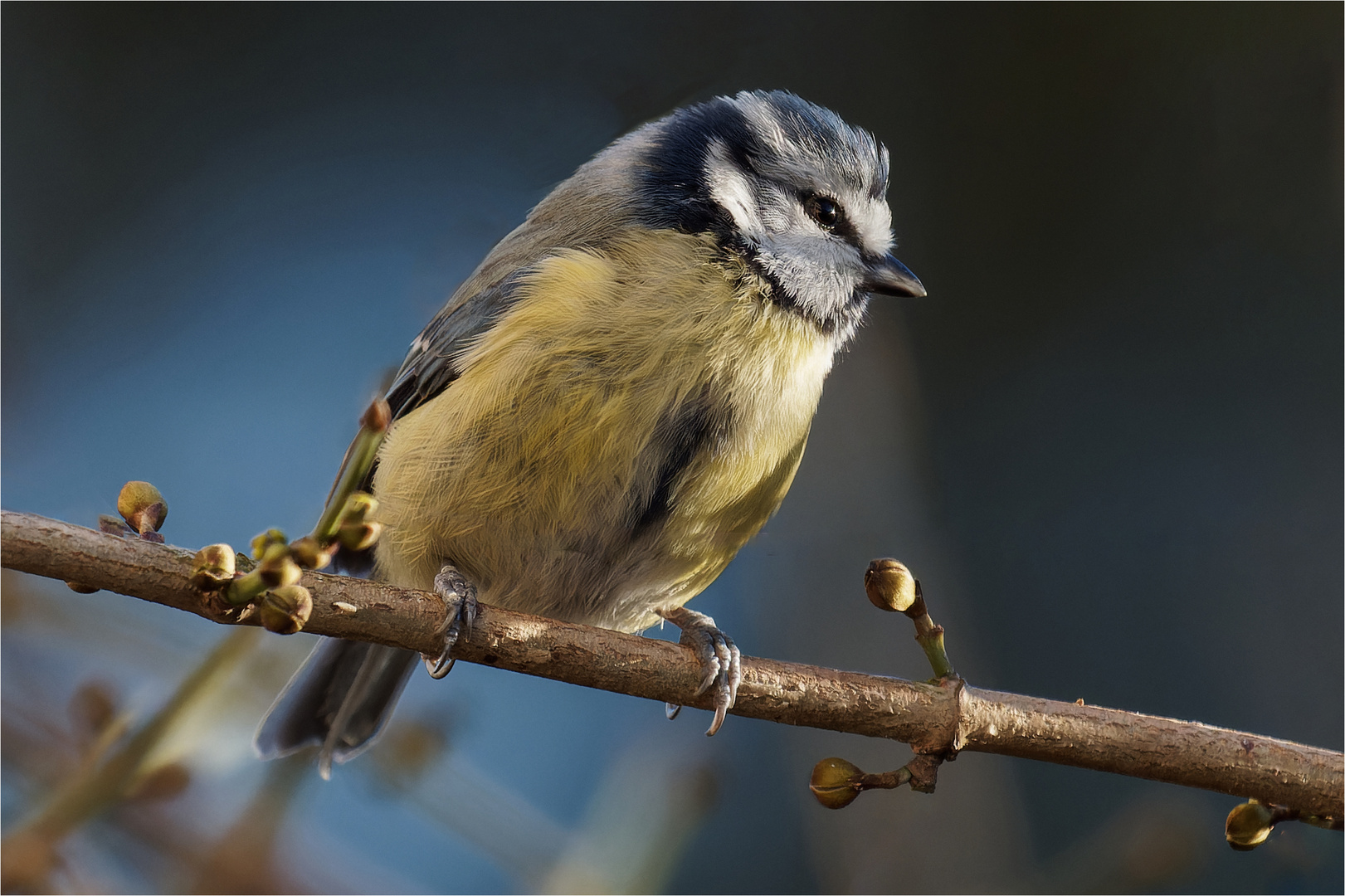 Blauhelm im Sonnenlicht  .....