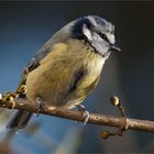 Blauhelm im Sonnenlicht  .....