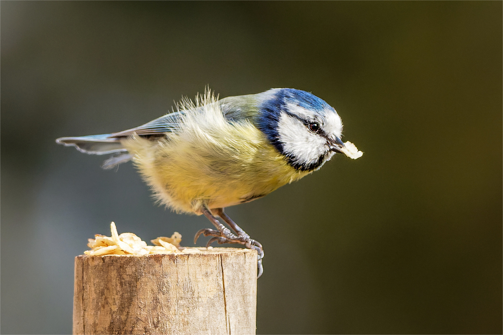 Blauhelm mit kerniger Haferflocke  .....