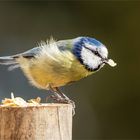 Blauhelm mit kerniger Haferflocke  .....