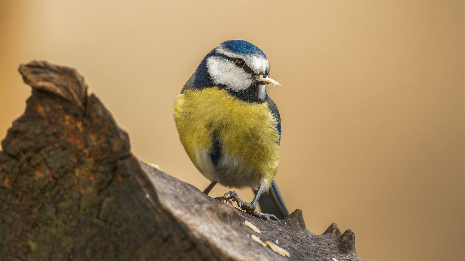 Blauhelm mit kerniger Haferflocke  .....