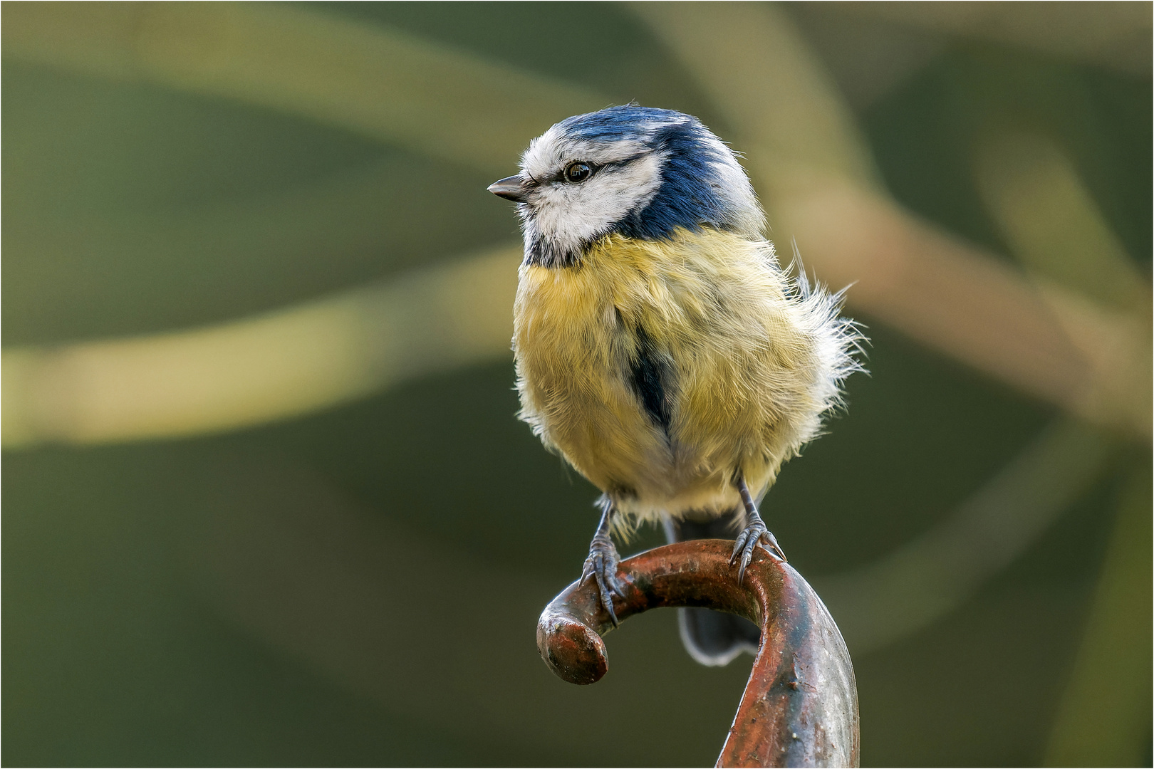 Blauhelm on Zipfel  .....