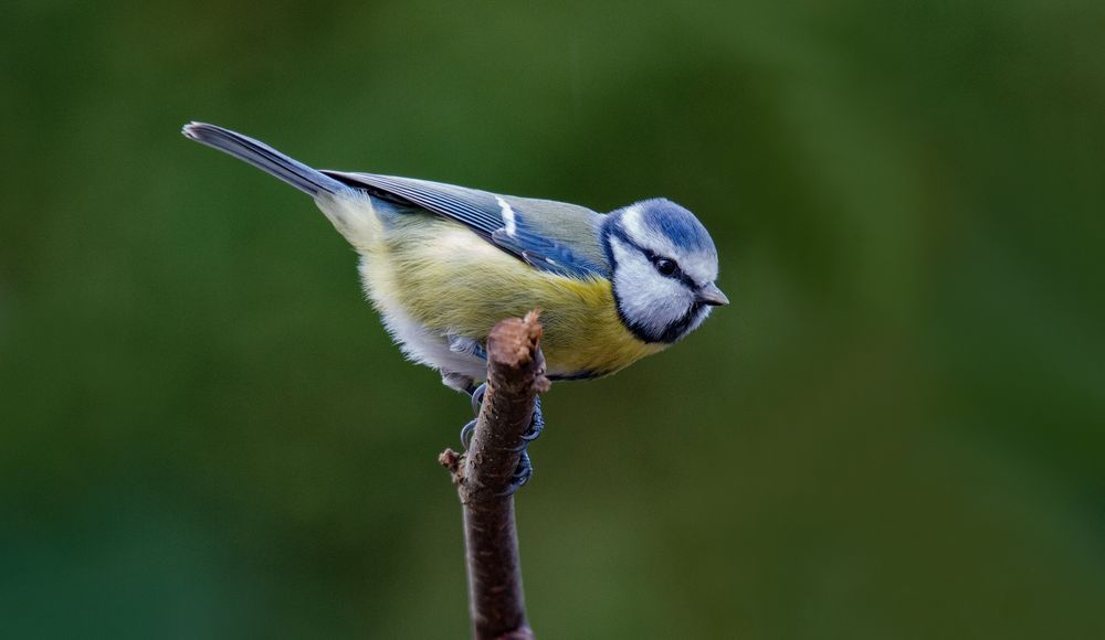 blauhelmchen