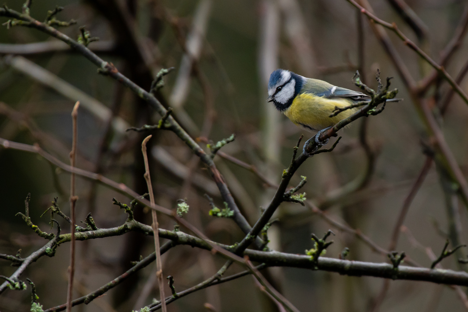 Blauhelmchen