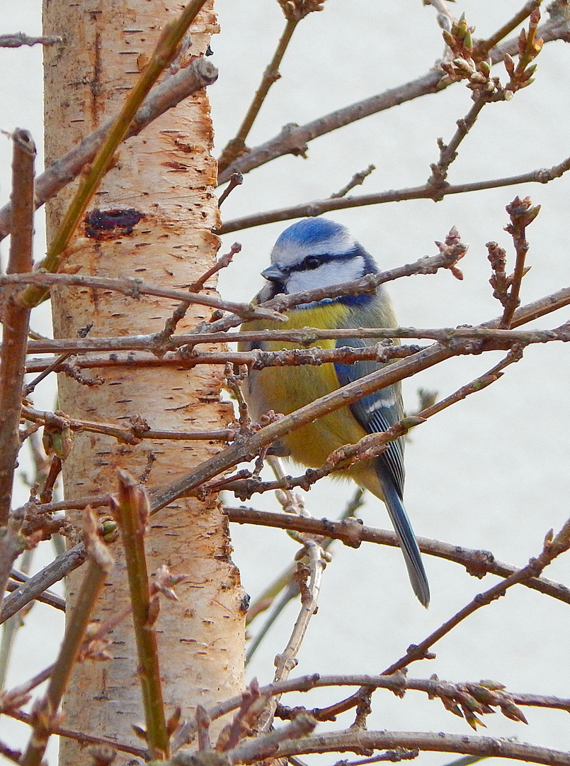 Blauhelmchen