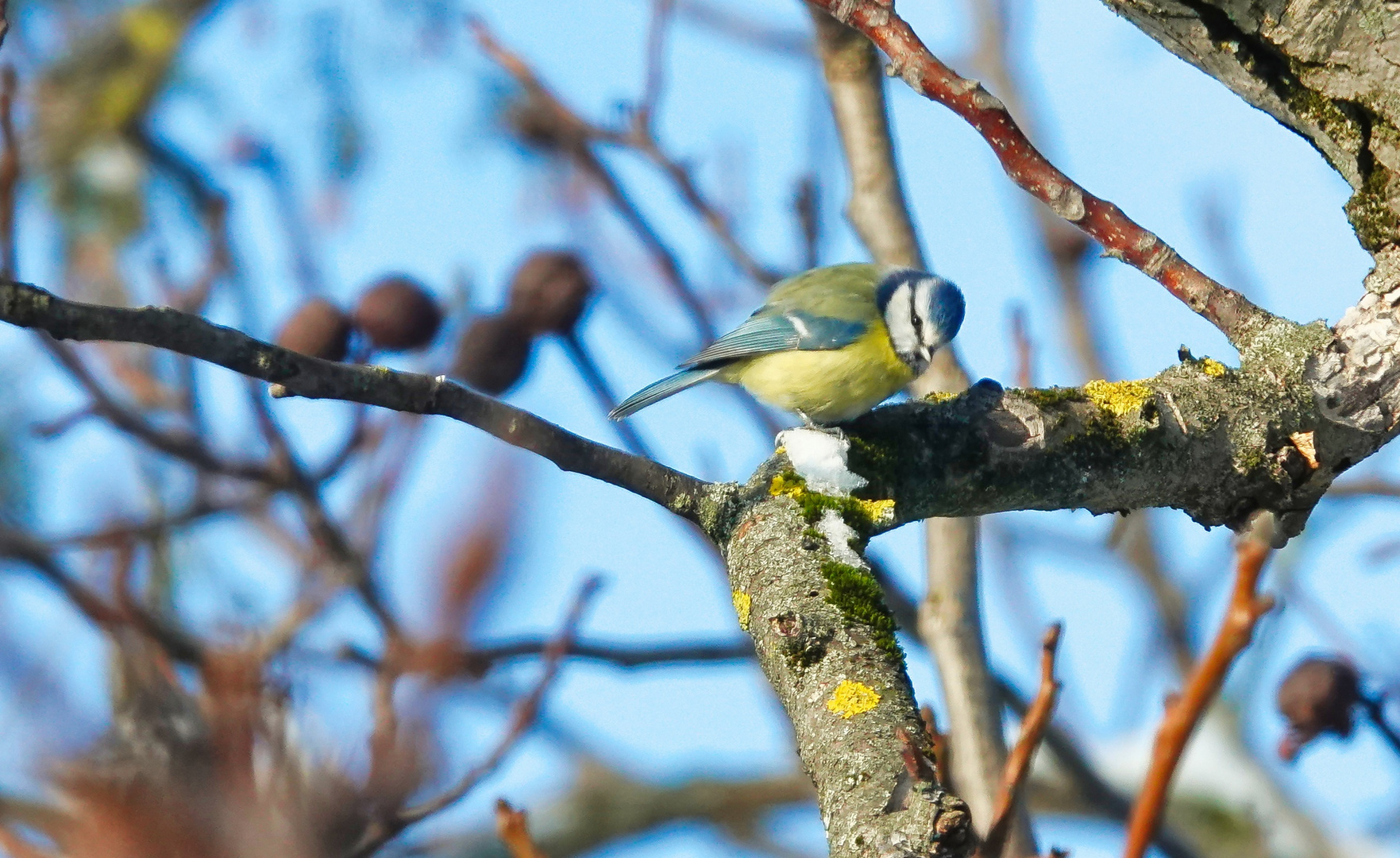 Blauhelmchen