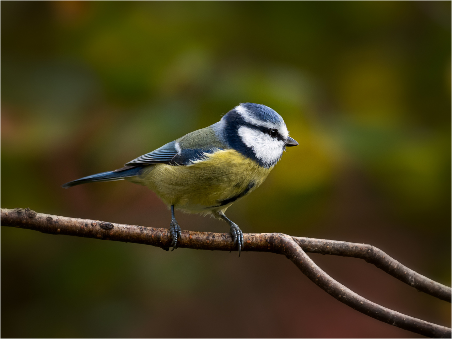 Blauhelmchen