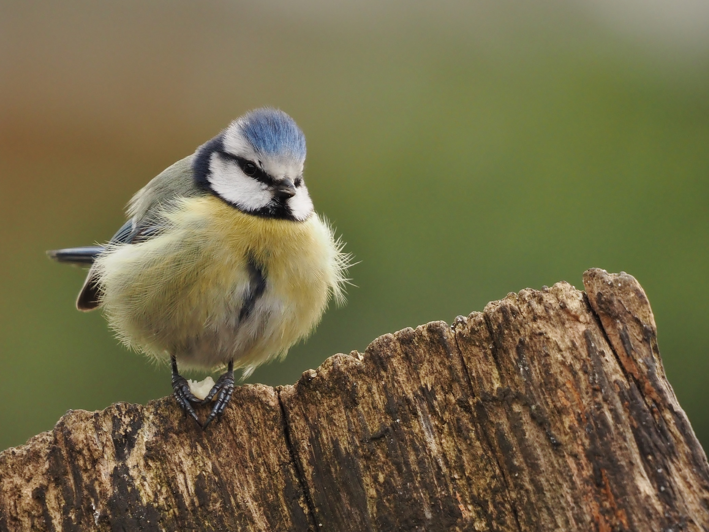 Blauhelmchen.....