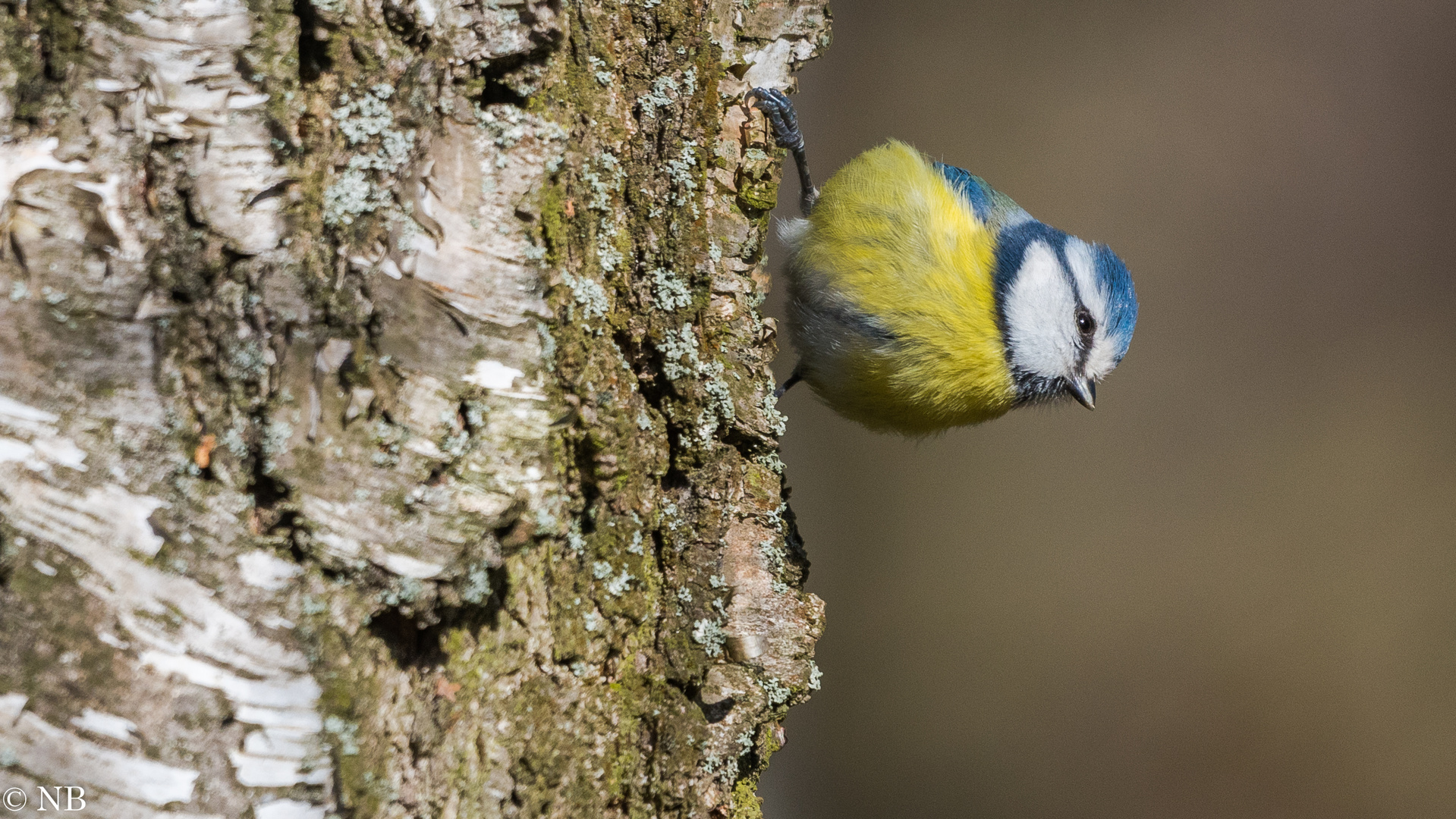 "Blauhelmchen an Birke 2023"