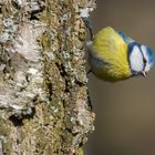 "Blauhelmchen an Birke 2023"