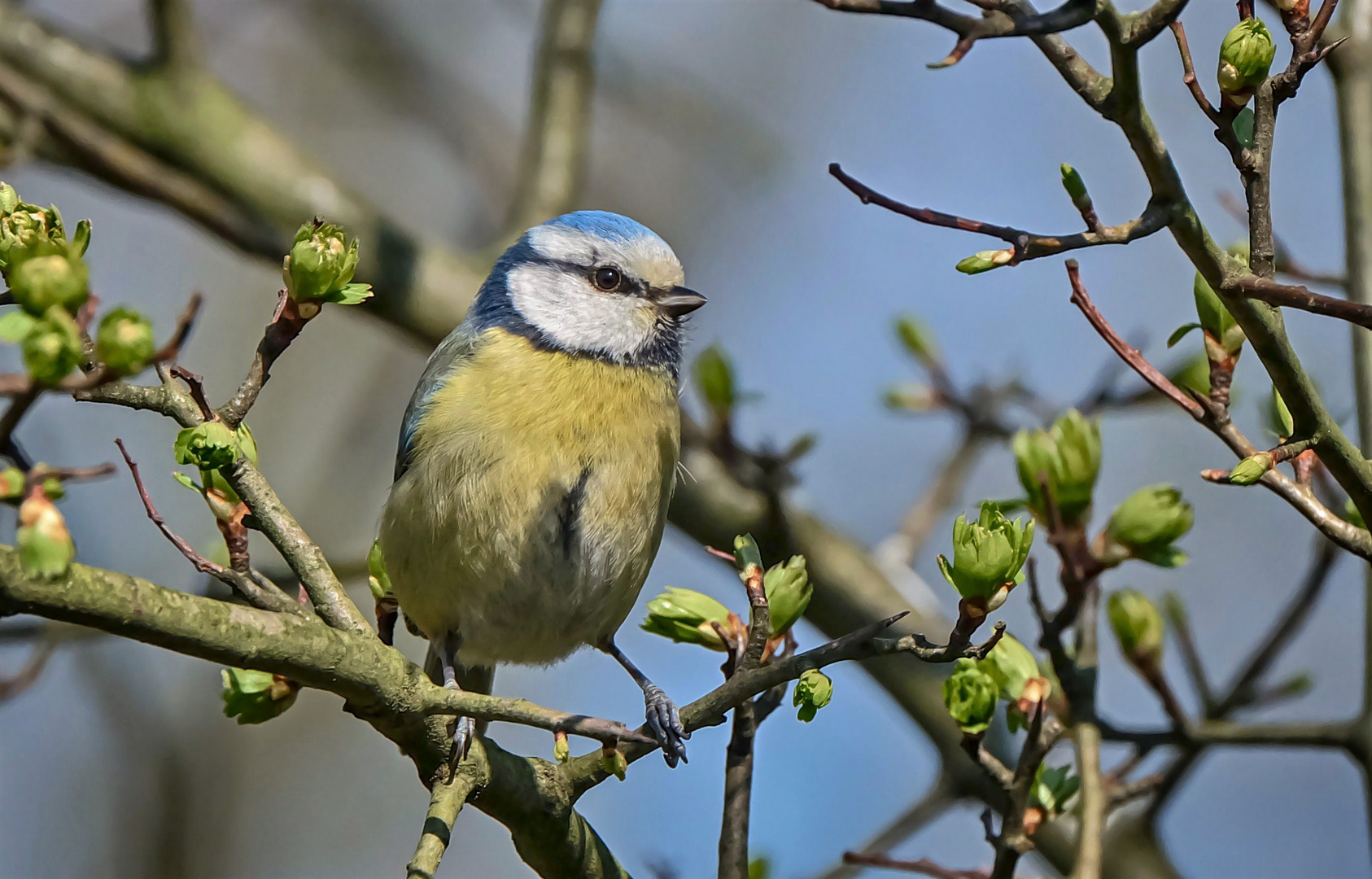 Blauhelmchen