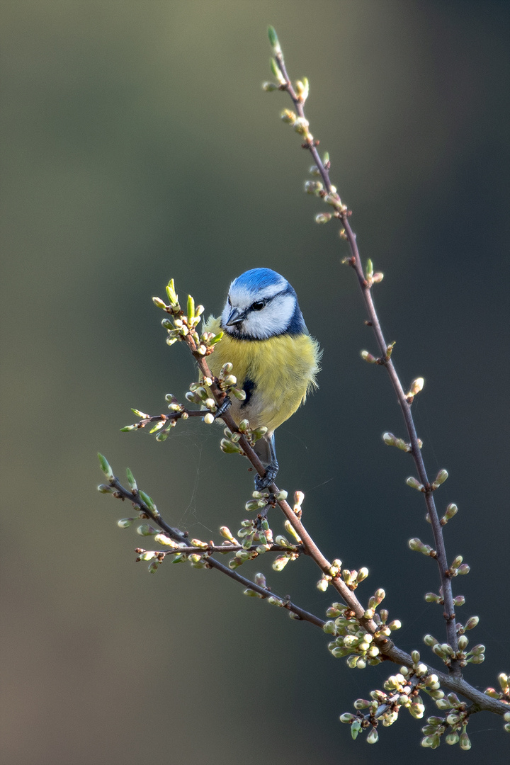 Blauhelmchen