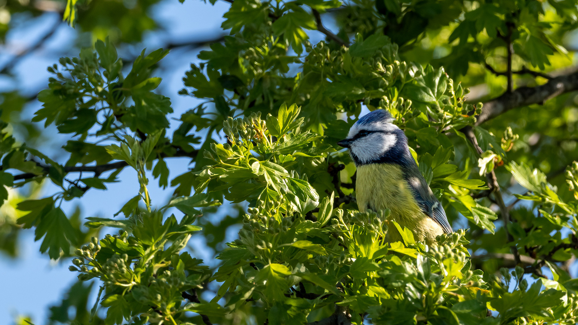 Blauhelmchen im Grünen