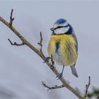 Blauhelmchen im Nebel