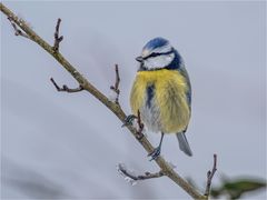 Blauhelmchen im Nebel