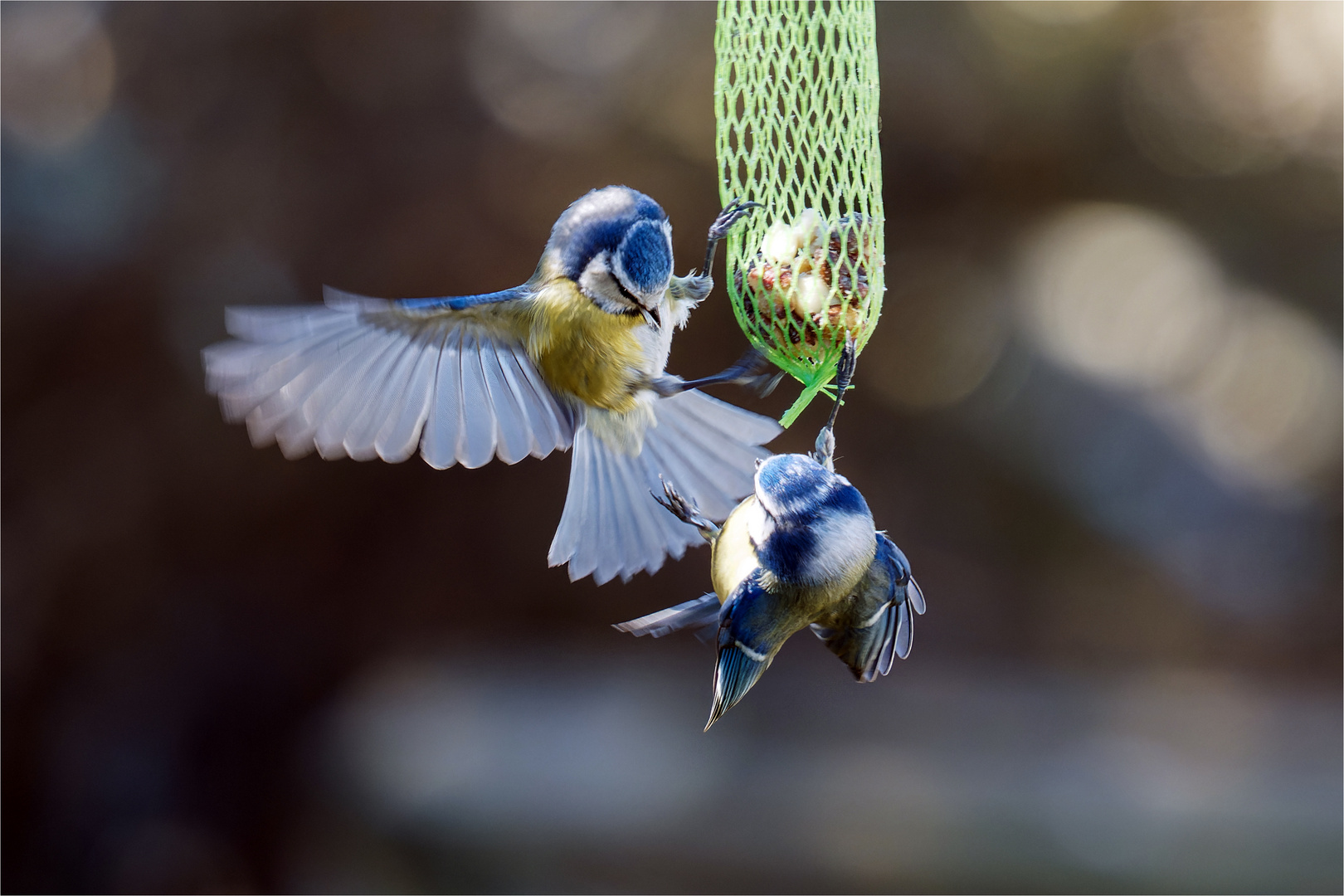 Blauhelme am Futterzapfen  .....