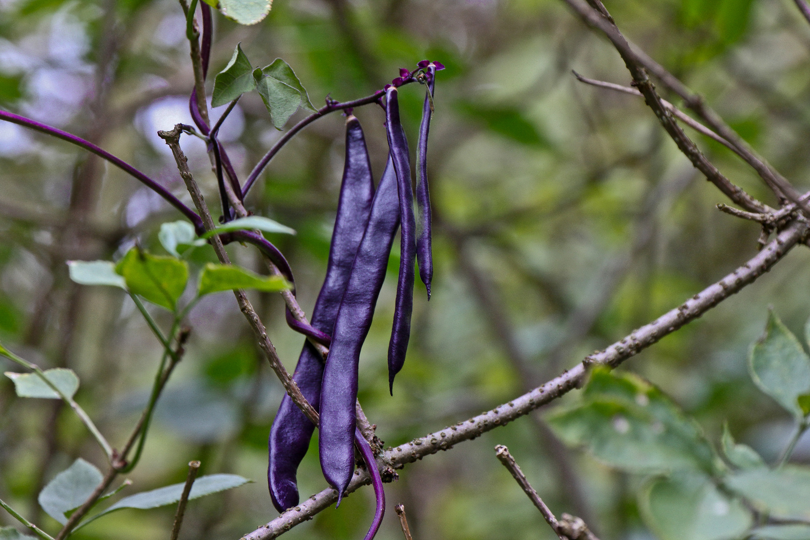 Blauhilde