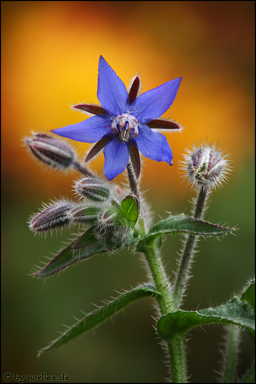 Blauhimmelstern