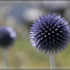 Blauigel