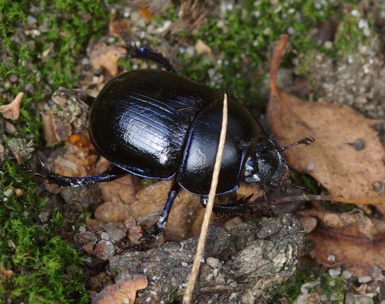 " Blaukäfer "