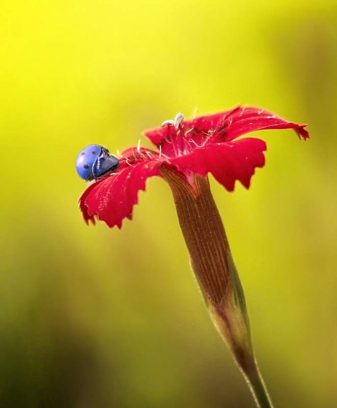 Blaukäfer