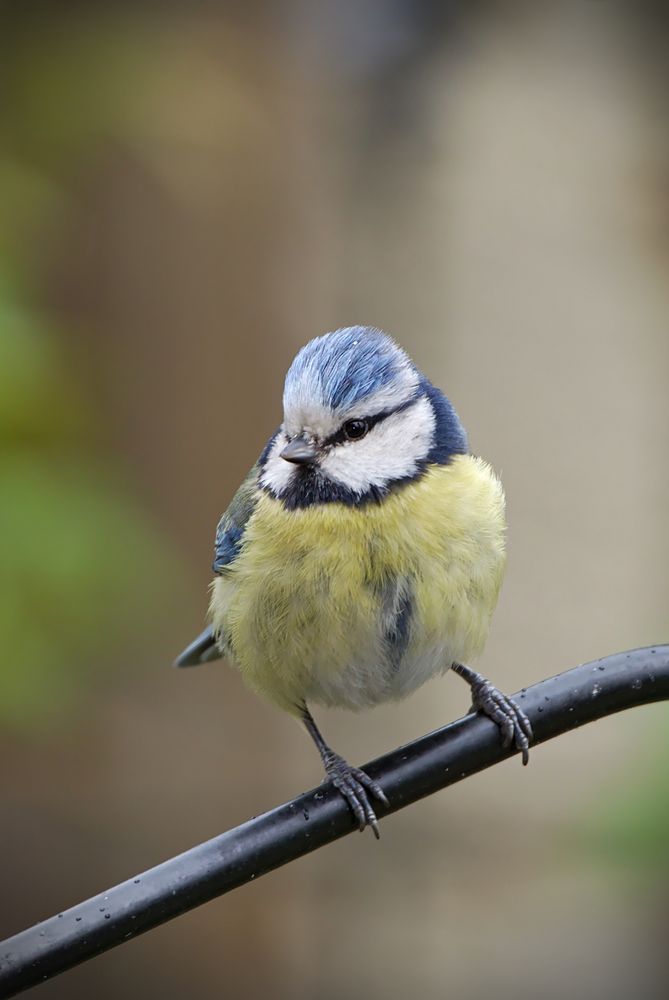 Blaukäppchen