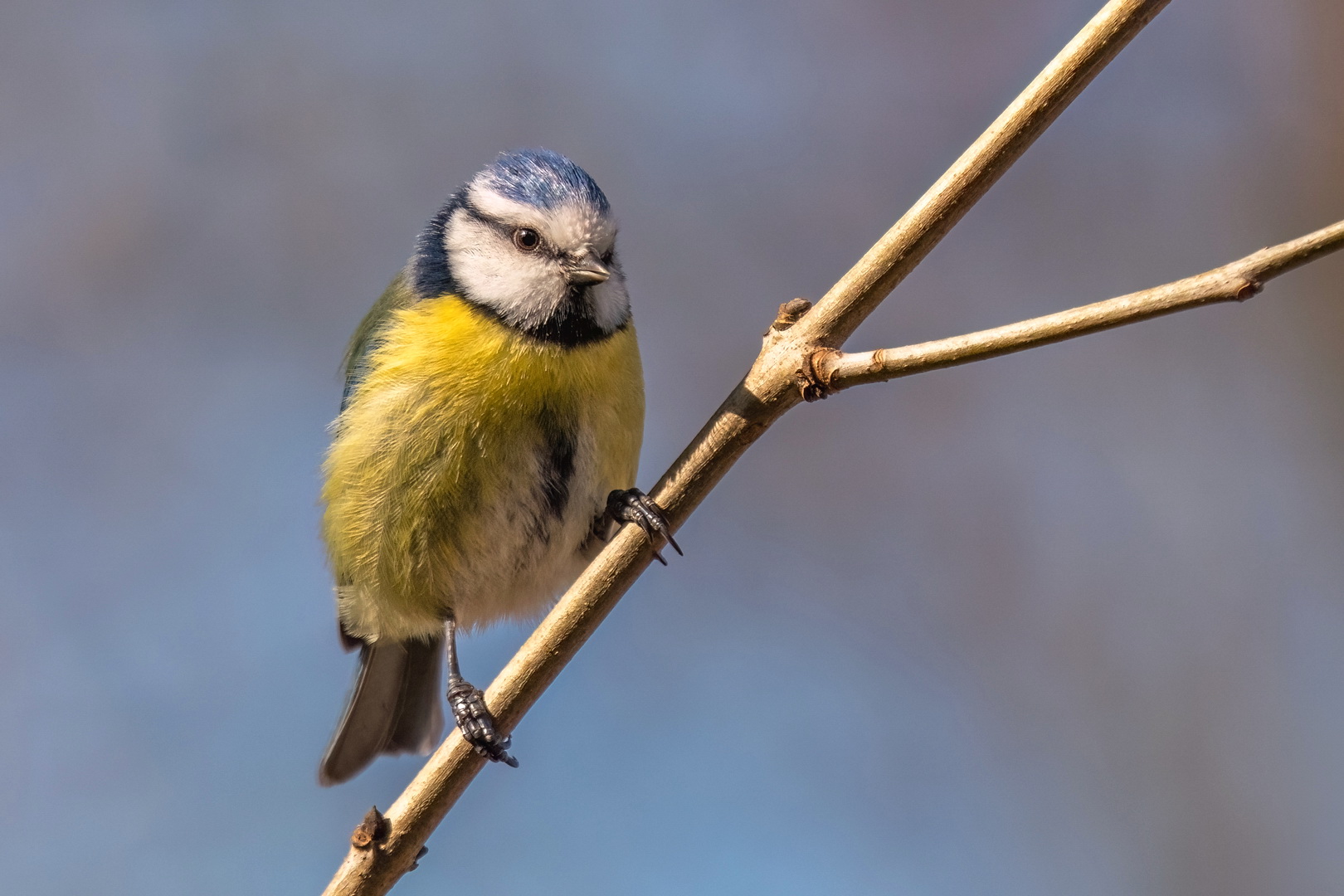 Blaukäppchen