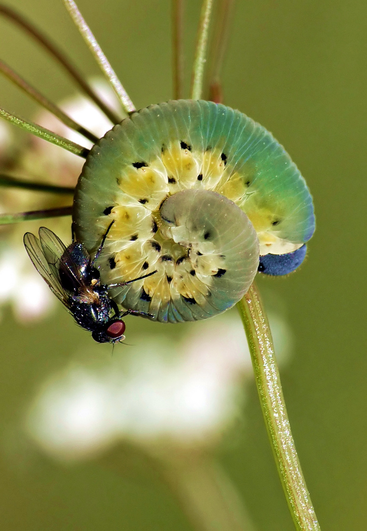 Blaukäppchen hat Besuch