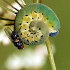 Blaukäppchen hat Besuch