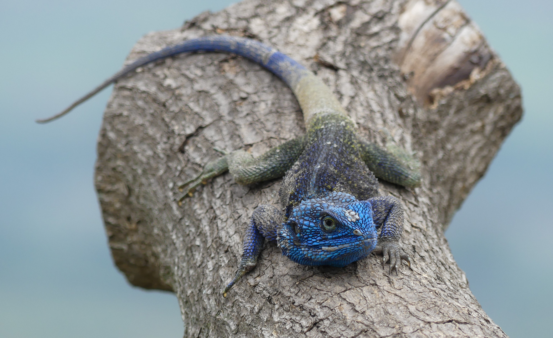 Blaukehlagame (Acanthocercus atricollis) 