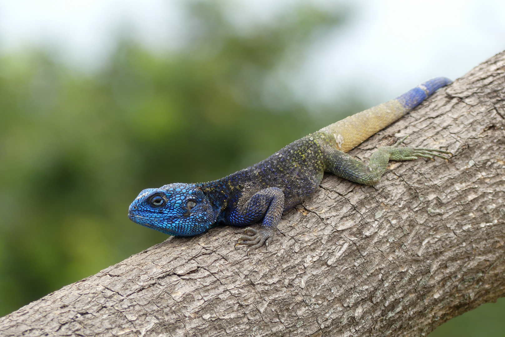 Blaukehlagame (Acanthocercus atricollis) Uganda