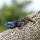 Blaukehlagame (Acanthocercus atricollis) Uganda