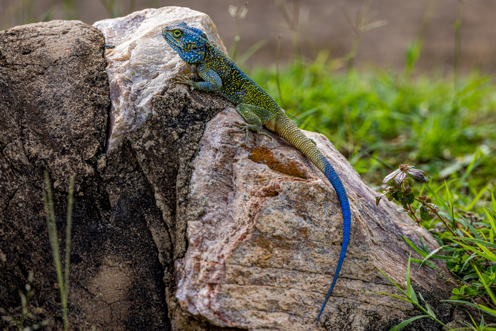 Blaukehlagame - Blue-headed tree agama