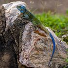 Blaukehlagame - Blue-headed tree agama