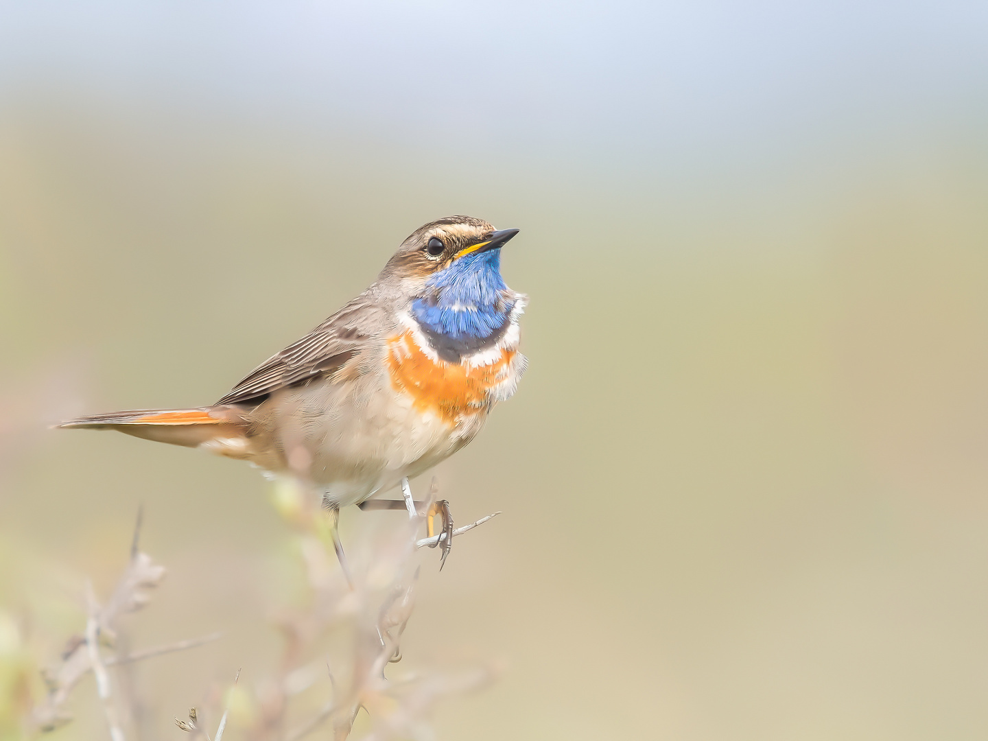 Blaukehlchen