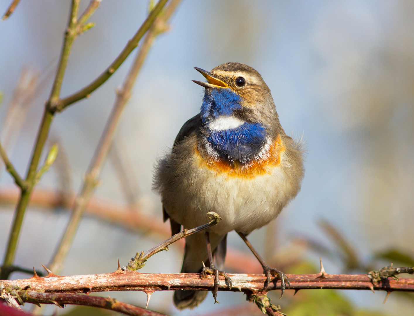 Blaukehlchen