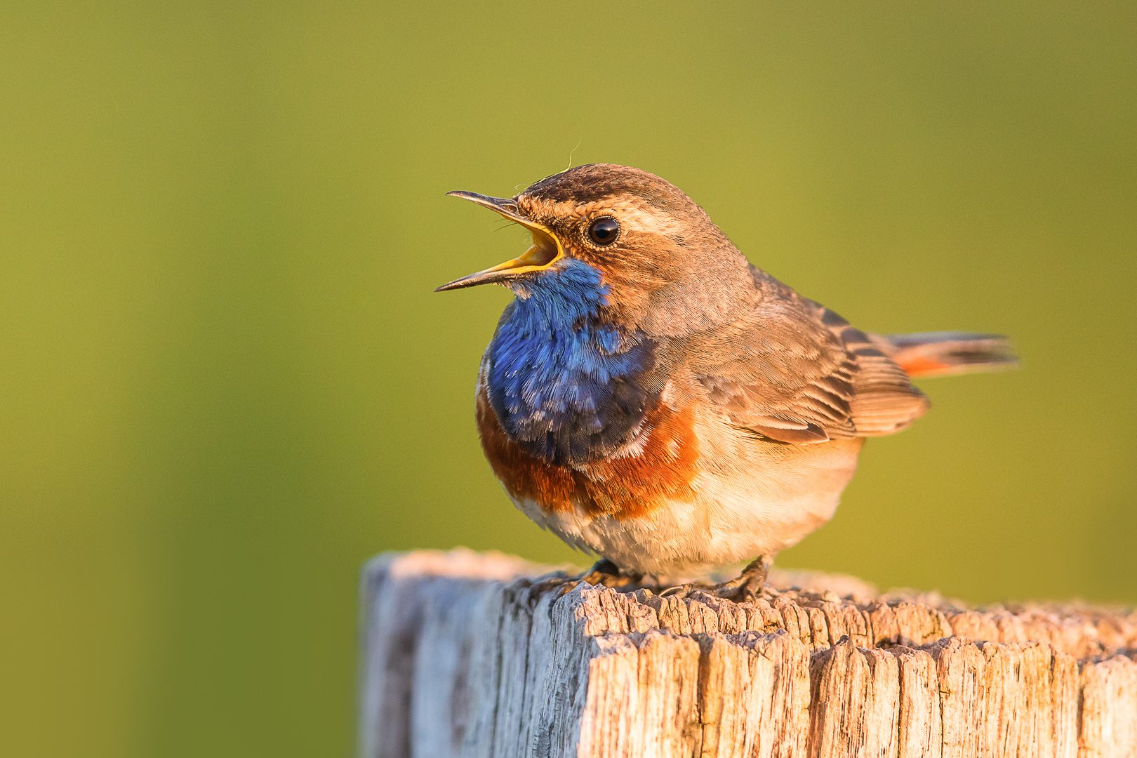 Blaukehlchen