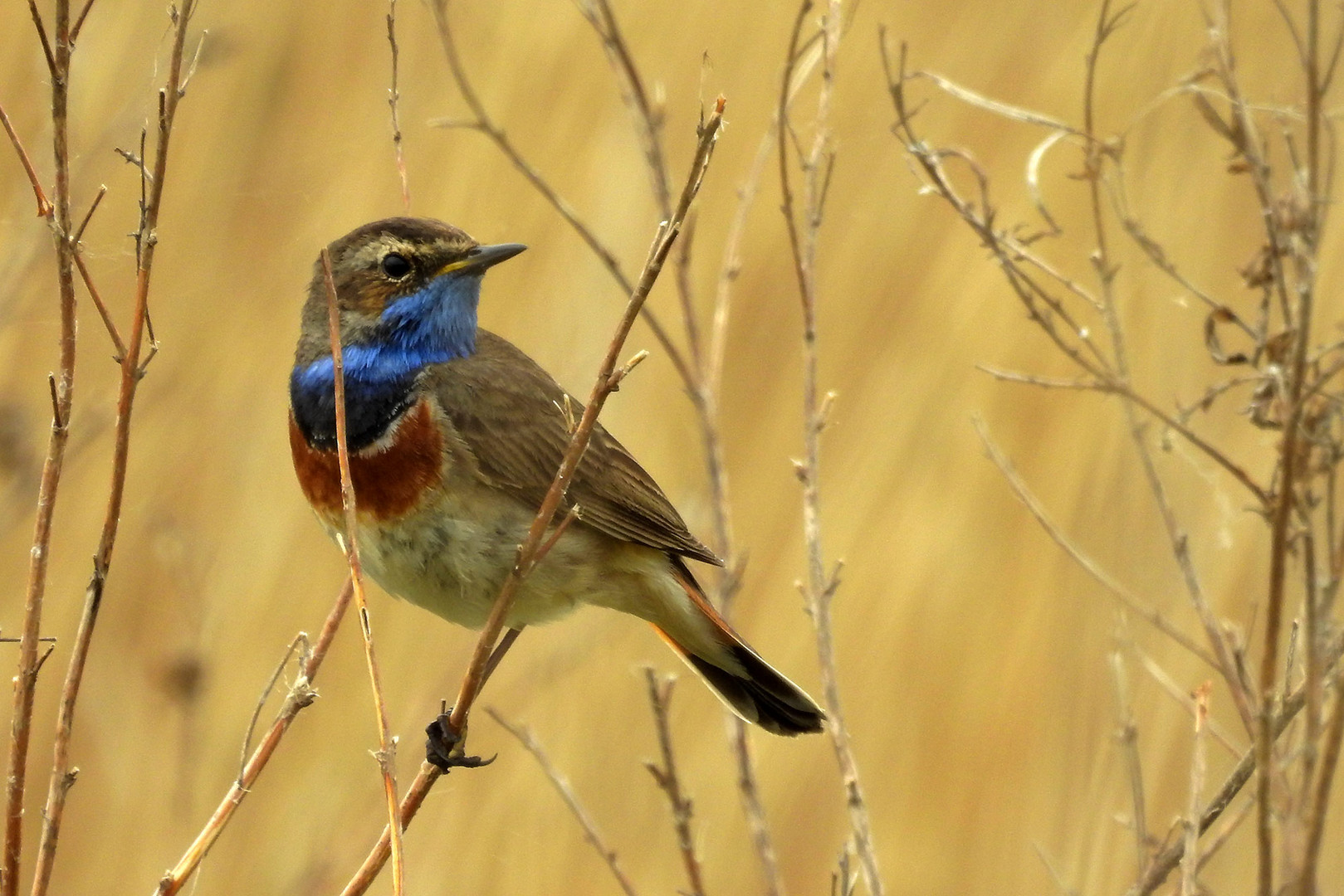 Blaukehlchen-01