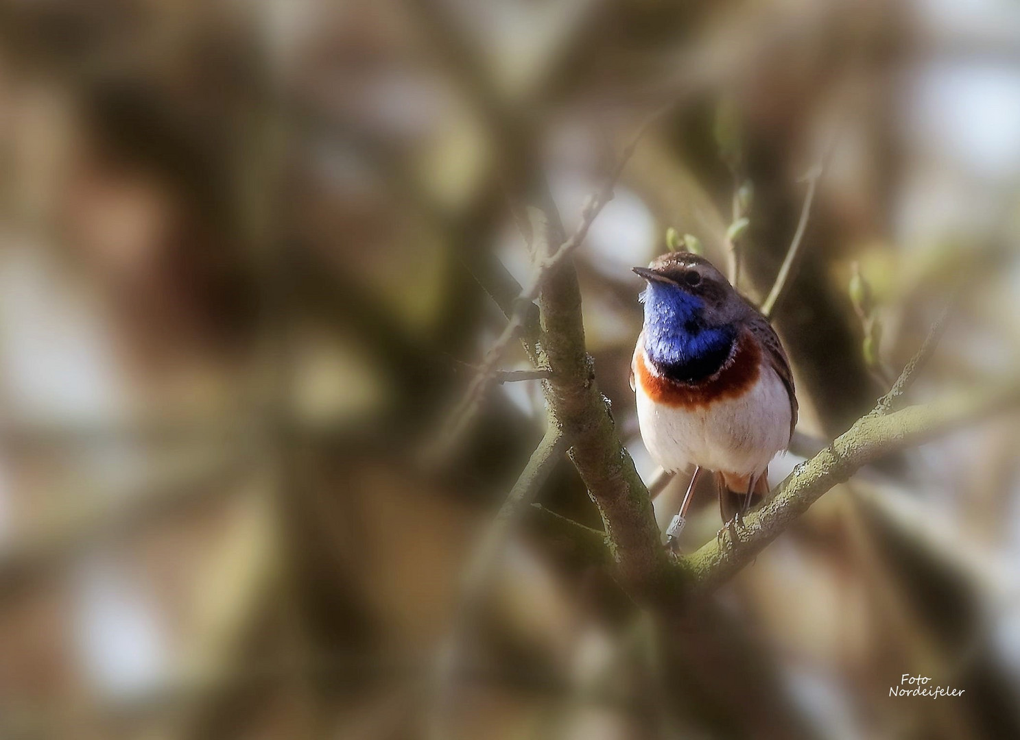 Blaukehlchen