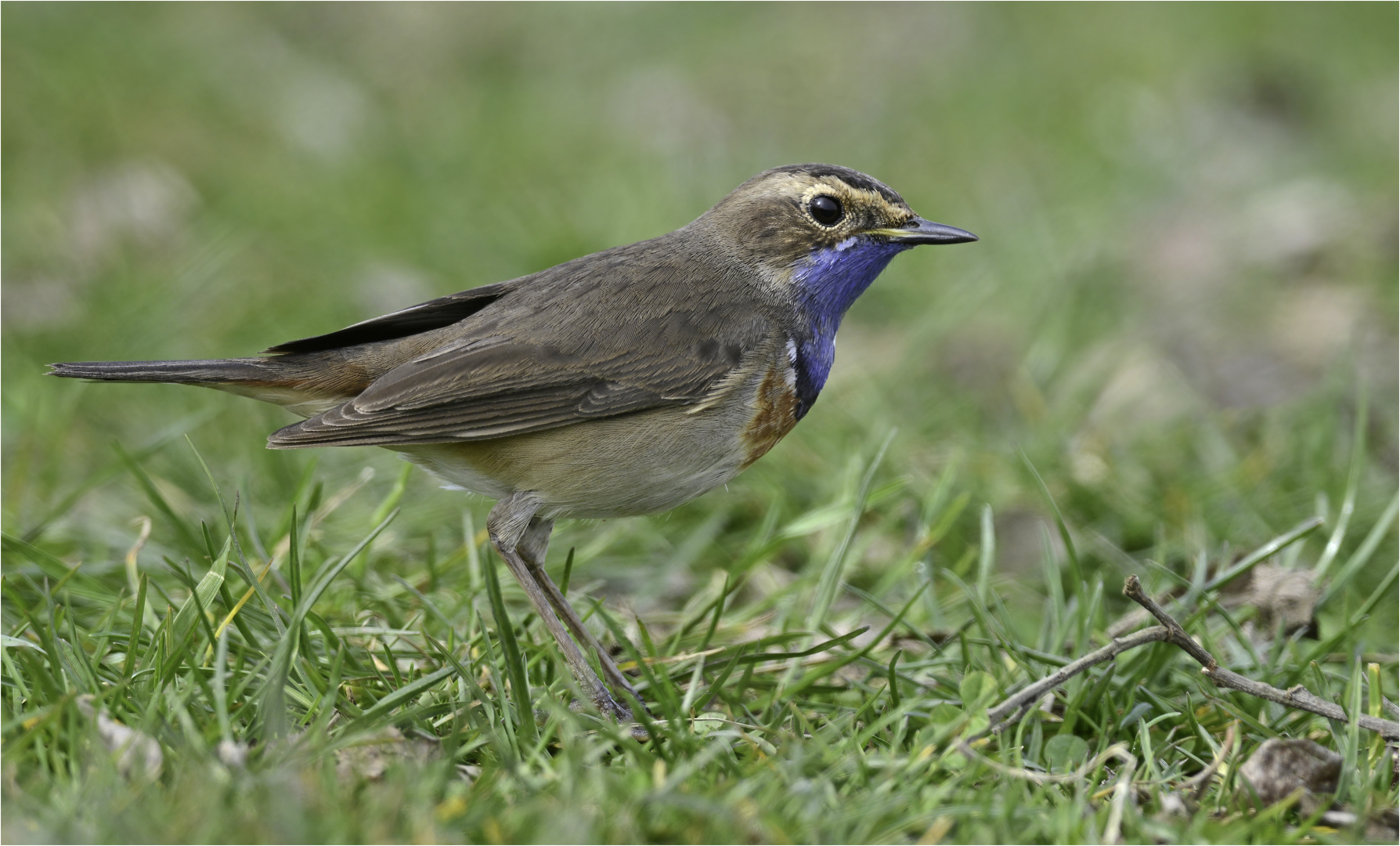 Blaukehlchen 