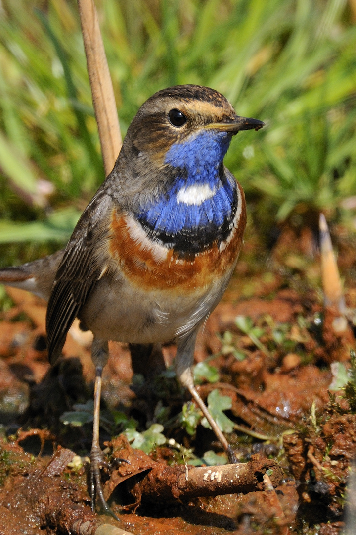 Blaukehlchen