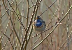 Blaukehlchen